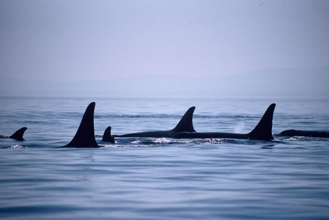 Orca Camp Vancouver Island - Mit dem Kajak Wale beobachten