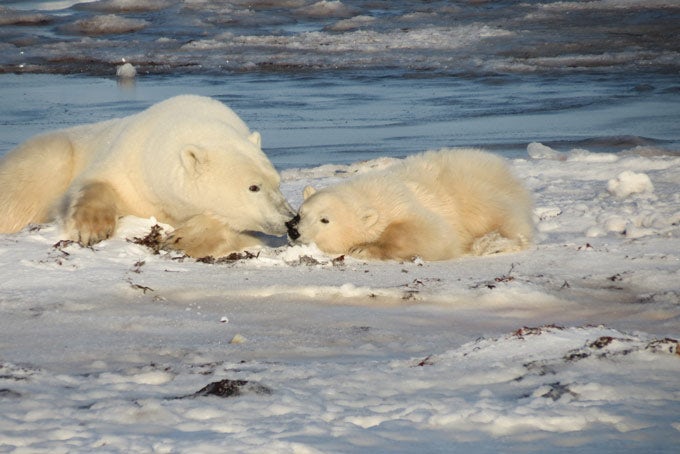6 Tage Eisbären und Polarlichter im Spätherbst
