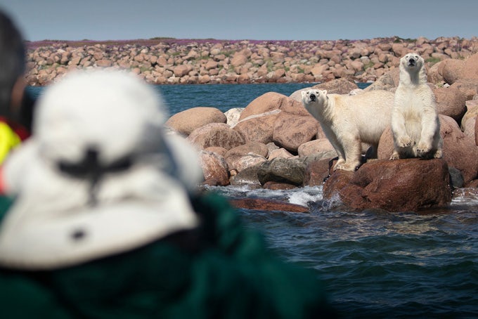 7 Tage Eisbären und Belugawale im Sommer in Manitoba