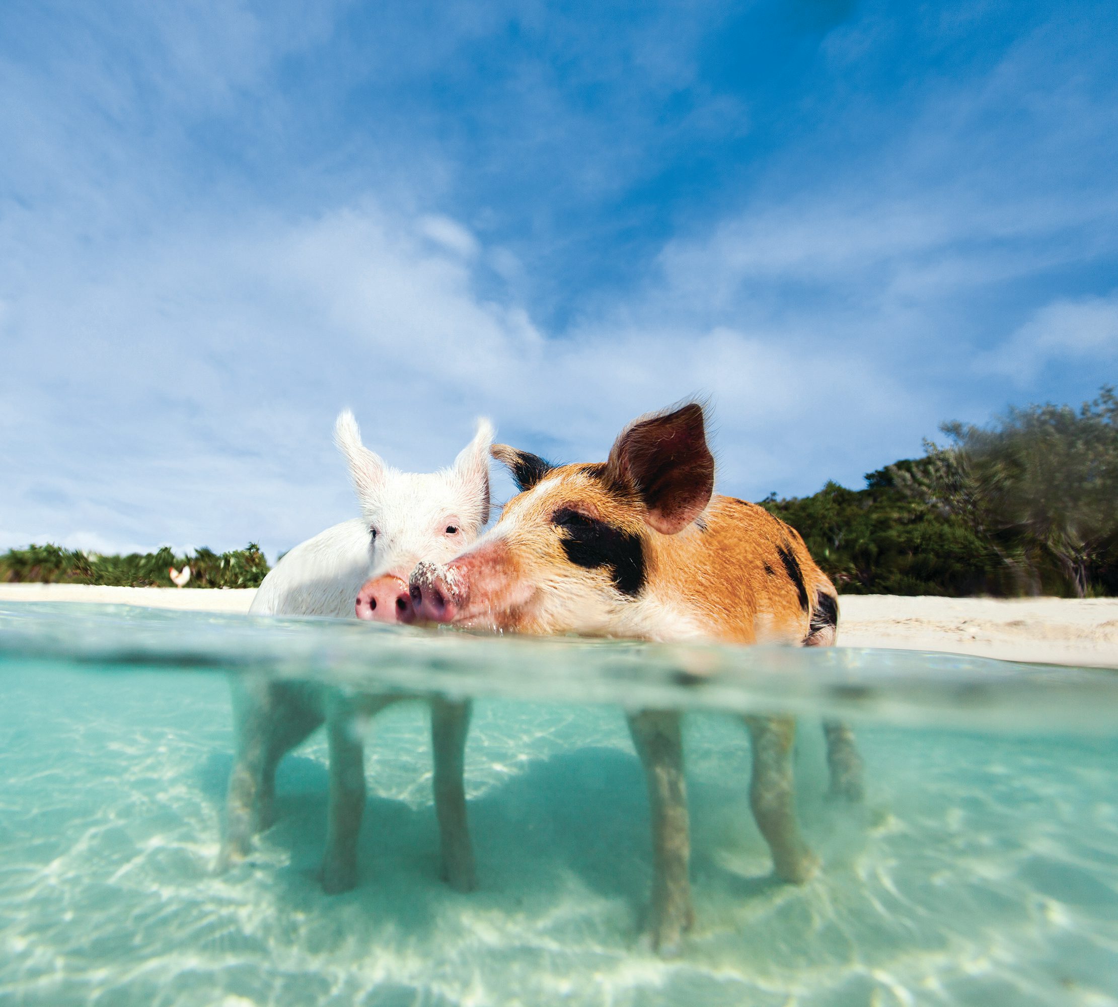 11 Tage Bahamas mit schwimmenden Schweinen